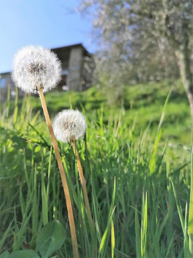La Casa In Valli 35 Bagni di Lucca Zewnętrze zdjęcie